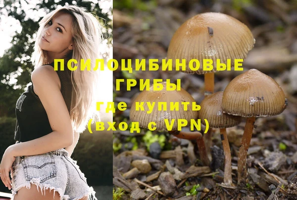 гидра Инта